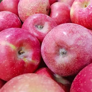 국내산 (가정용) 사과 혼합/랜덤 3kg~ 아삭아삭 새콤달콤 제철과일