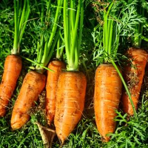 [제주땡큐베리팜] 제주 구좌 당근 흙당근 [중] 5kg 10kg 제주도 당근 주스용 조림용 아삭아삭  이유식