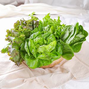 친환경 프레시 모둠 유러피안 샐러드 쌈채소 1kg