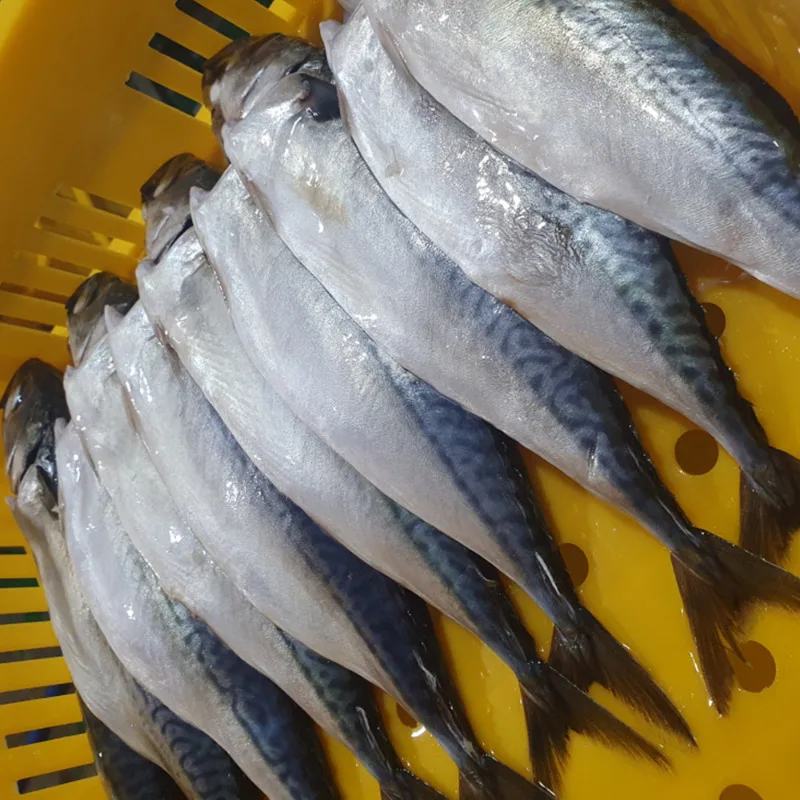 [푸디앤]부산 자반고등어10미(대) 미당 손질 후 310-370g