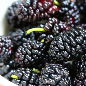 팜스프링 2025년 나주 햇 청일 오디 2kg 5kg 특품 급냉