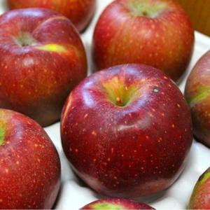 가정용 감홍사과 5kg 중과