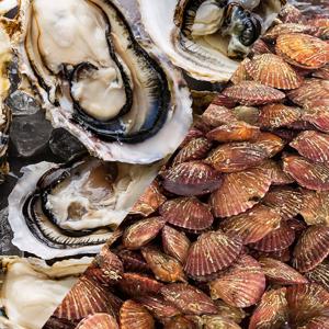 제철 해산물 모음구성 석화2kg+홍가리비2kg 한판세트