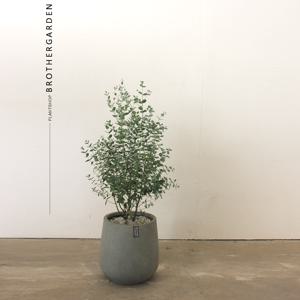 유칼립투스[실내공기정화식물/반려식물]