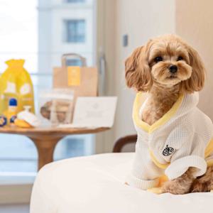 단독 카시아 속초 펫 패키지 율무