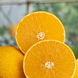 서귀포 산지직송 황금향 가정용 제주 만감류 제철 과일 SG