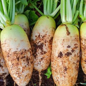 무우 국내산 흙무 10kg내외 김장무 제주무 월동무 고랭지 무우 가정용 업소용 초신선 식자재