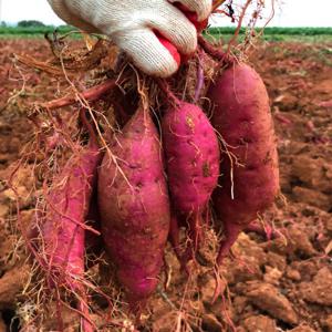 해남 꿀 고구마 베니하루카 호박고구마  호풍미 고구마 10kg (왕) 특가행사