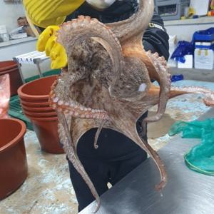 국내산 남해 활 일삼문어 1kg 1~3마리 들어가는 일삼문어 1kg 내외 1~3마리 랜덤 해수포장 신선배송 1~4마리