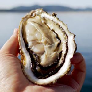 (한정수량) 통영 최상급 활 통통 석화 7kg /프리미엄 입망굴