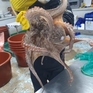 최상급 국내산 특대문어 1.5kg 제수용 큰 대 1마리 큰문어 남해 여수