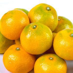 (신선집중) 산지플러스 제주 감귤 노지 조생감귤 10kg 내외 중과 (L-M)