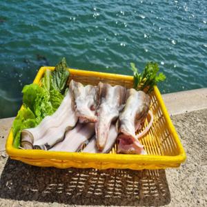 국내산 통영 바다장어 1kg 순한맛양념 1팩 매운맛양념 1팩 뼈머리 당일조업 신선배송 영양가득  손질후 650g