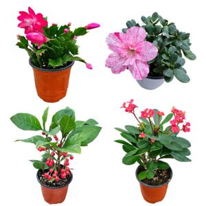 겨울꽃피는 식물 게발선인장 꽃기린 아젤리아철쭉 천냥금 키우기쉬운식물 이름표와알갱이영양제