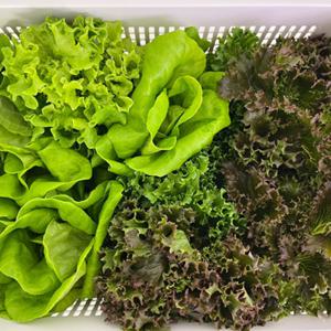 (신선집중) 당일수확 모듬 쌈채소 친환경 GAP인증 유러피안 모듬 샐러드 채소  /1kg