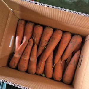 KJP 산지직송 햇당근 국내산 당근주스용 청정 제주구좌당근 5kg /27일까지 특별할인 +무료배송
