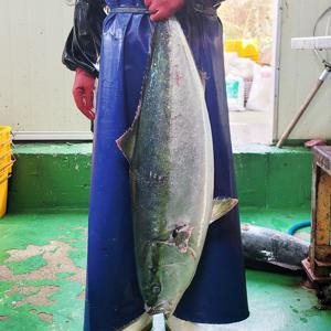 대방어 방어회 대방어필렛 제철 회 (500g)/ 제주 동해안 원물8kg이상/ (모둠장+김 2개)포함