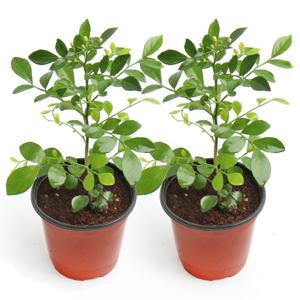 (1+1 특가) 갑조네 인기식물 모음전 오렌지자스민 포인세티아 시클라멘 동백 1+1 무료배송