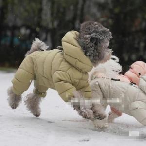 SUTA 애견 의류 미니견 강아지 올인원 패딩 겨울 방한 하네스 누빔 겨울옷 소형견 옴므