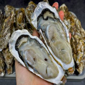 세척 통영 석화 5kg 굴 석굴 씨알 아주 좋습니다 당일 여수 프리미엄 석화 5kg 40미 내외 3차 선별 굴