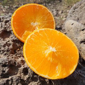 황금향 제주황금향 선물세트 가정용 가정용 3kg(실중량 2.5kg) / 선물세트는 품절