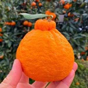 낭그늘 초고당도 제주 한라봉 가정용 2kg 중소과 (8~12과수) 25년 첫수확 기념 특가할인