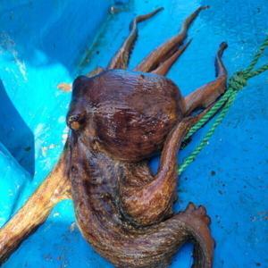 국내산 남해 활 대왕 돌문어 1kg 딱 1마리로 신선배송 1마리가 1kg 육박 제수용 특대왕 돌문어 해수포장