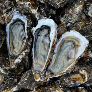 석화 생굴 석화찜 구이 여수굴 5kg 기간한정 특가행사