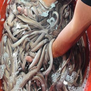 부산 명물 국내산 손질 꼼장어  1kg 10~15마리 / 손질 후 580~600g 내외 / 당일 생물 꼼장어 손질 발송