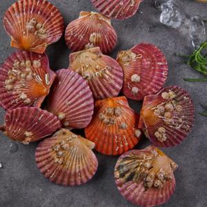 산지직송 제철 고성 홍가리비 (국내산) 3kg /28일까지 특별할인 +무료배송