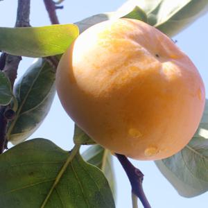 단감 전남 장성에서 온 아삭한 차량단감 중과 10kg(46-52과)