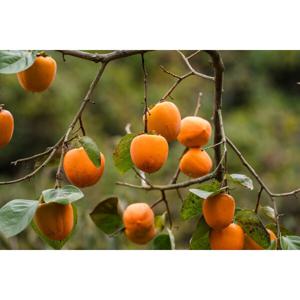 단단한 영암 대봉감 곶감 홍시감 10KG