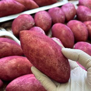 디저트바이블룸 고구마빵 10개입(보냉백) 영양간식 식사대용