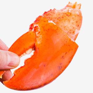 (신선집중)  바이킹마켓 랍스터 너클 집게발 900G 대용량