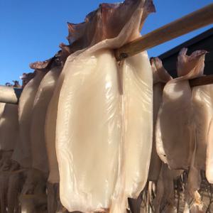 반건조오징어 피데기 오징어 10미 (총1.5kg내외)(총2.0kg내외)(총2.4kg내외) / 특별할인 기간