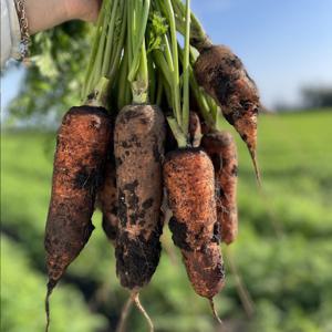 제주직송 구좌 흙당근 요리용 주스용 못난이 중 상 특사이즈 5kg / 당일 새벽 수확 산지직송