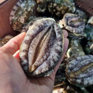 완도 참 전복 대왕 전복 1kg(9-10마리) 전복회 전복 손질도구 증정