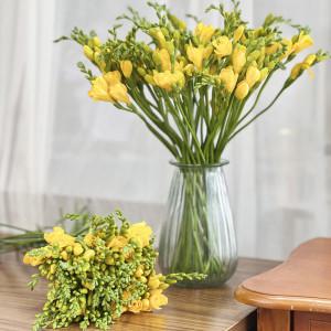 김해 프리지아 생화 10송이 생화택배 데일리꽃 조금빨리 등장한 프리지아