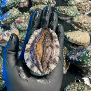 완도 참 전복 특대 전복 1kg(7-8마리) 전복회 전복 손질도구 증정