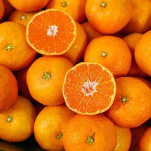 제주직송 조생 감귤 9kg 로얄과/못난이