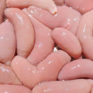 개불 10미 (비손질 생물) (수령당일 횟감 가능)