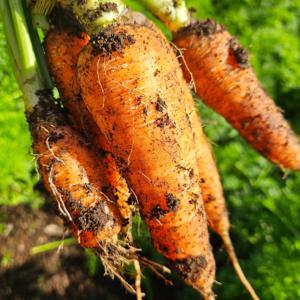 제주 농가 100% 직계약 한라산회토 구좌 당근 (5kg) 중 사이즈