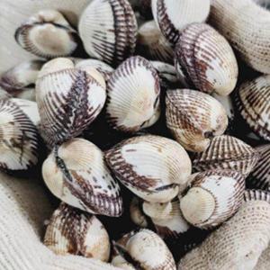 꼬막 벌교꼬막 새꼬막 제철 / (한정수량 특가) 2.7kg 270미내외