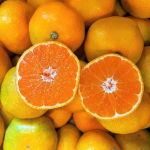 제주 조생감귤  3kg 외 택1 가정용 제주감귤