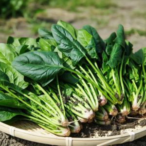 해풍 맞고 자란 보물초 시금치 겨울 노지 고당도 잎채소 500g