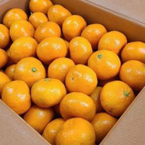 제주 직송 맛없으면반품 타이벡 새콤달콤 노지감귤 중대과 4.5kg(M-L)