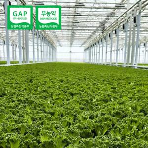 프리미엄 유러피안 샐러드 채소  1kg내외(3-6종랜덤)