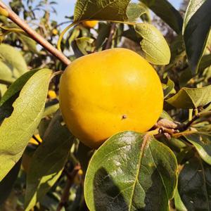 단감 달달아삭한 가정용 경남단감 10kg 대과