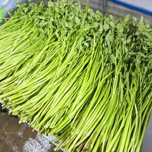 특품 맥반석 미나리 500g 무농약 천연 암반수로 신선하고 건강한 미나리