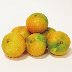 (신선집중) 새콤달콤 제주 산지직송 조생 감귤 9kg 중대과 / 못난이